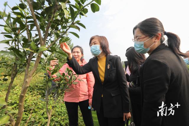 河源考察组参观东璞农业种植基地。  南方农村报 吴秒衡 拍摄