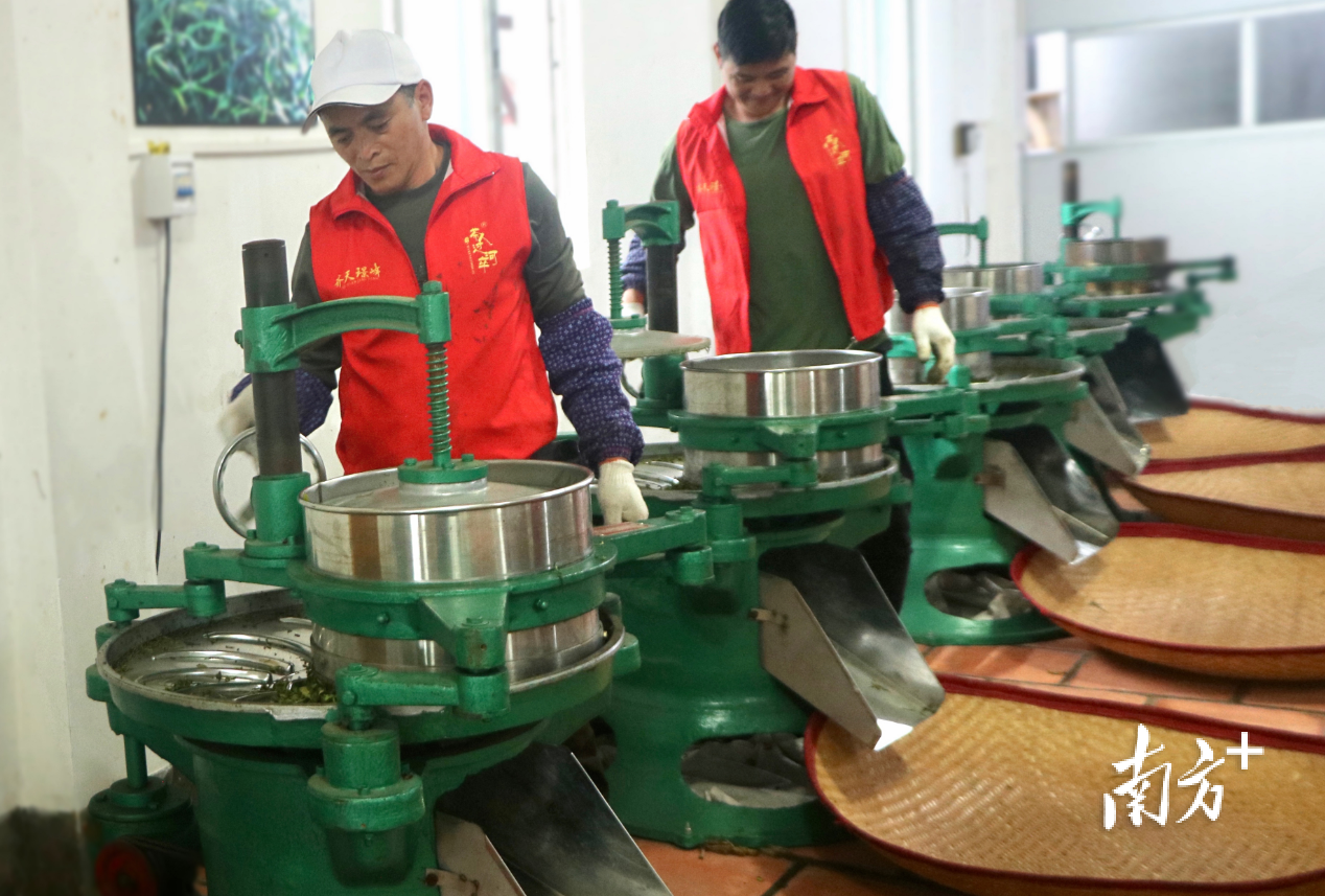 茶叶加工厂内，制茶师傅正在操作揉捻机。许钰敏 摄