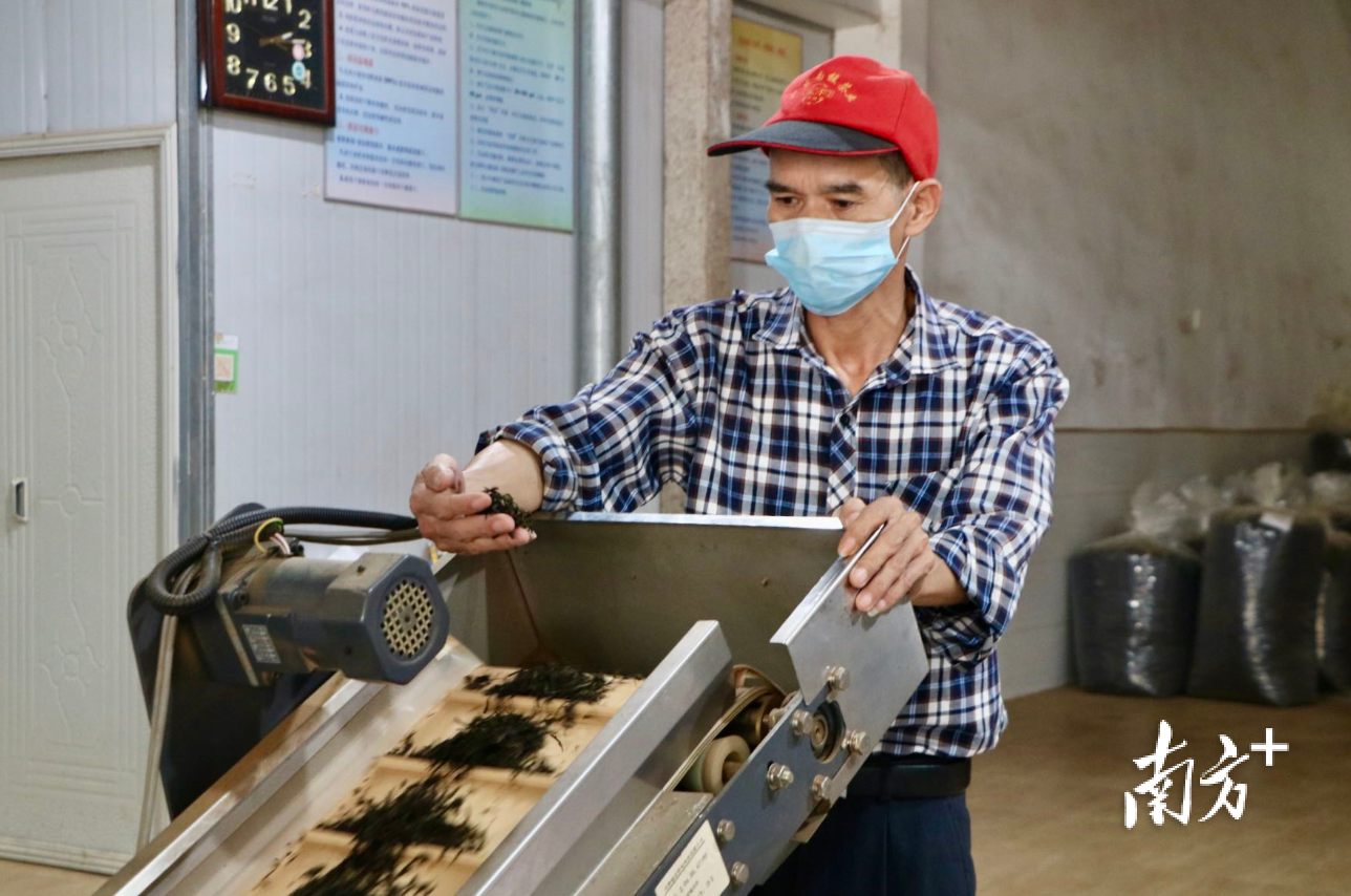 茶叶分选车间里，茶叶色选机对茶叶进行智能分选，大大节省人力。许钰敏 摄