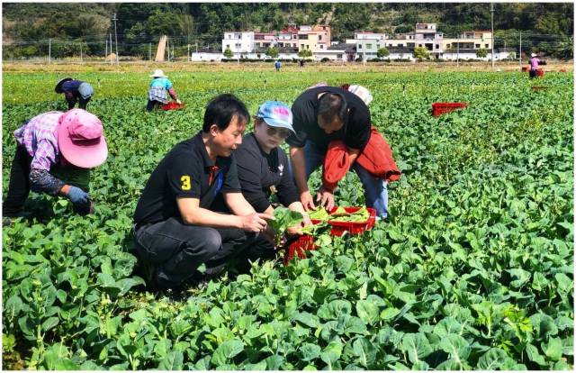 科技驻镇进行时丨春耕护耕，广州市农科院助力浸潭镇 发展特色产业决胜乡村振兴