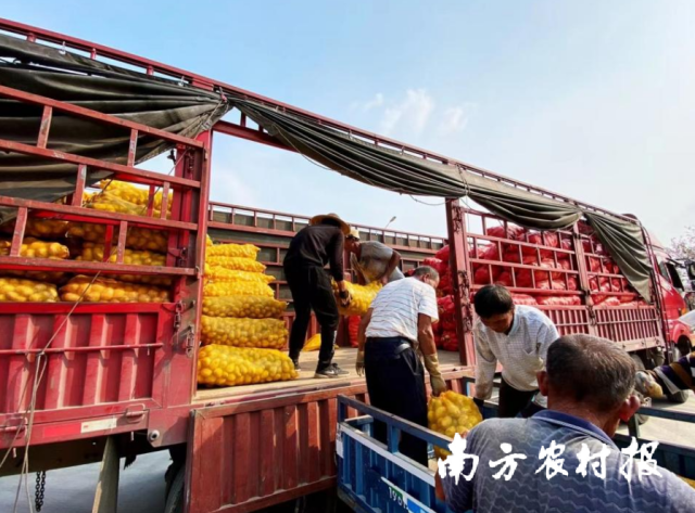 农户将装袋好的马铃薯搬运上车，销往全国各地。