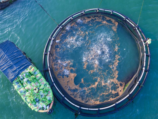 恒兴金鲳鱼网箱养殖区