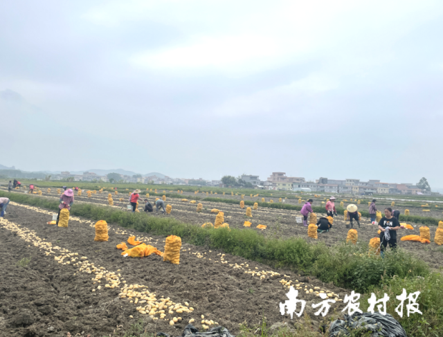  恩平市牛江镇西闸村马铃薯丰收场景。