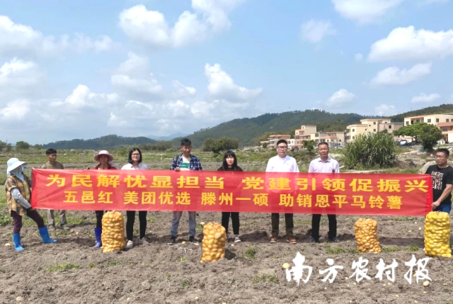 五邑红、美团优选、滕州一硕和恩平良西镇农业部门领导一行到田间做好品控工作 。