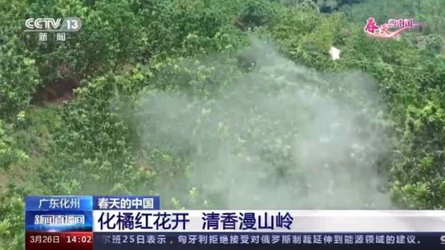 央视报道|春天的中国：化橘红花开 清香漫山岭