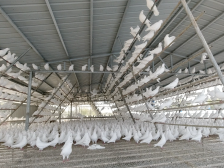 4600公里！系列深调研解码农险高质量发展“广东答案”