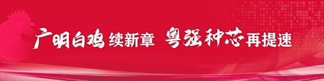 梁尚根：这个佛山人投资5亿元培育出一只中国白鸡