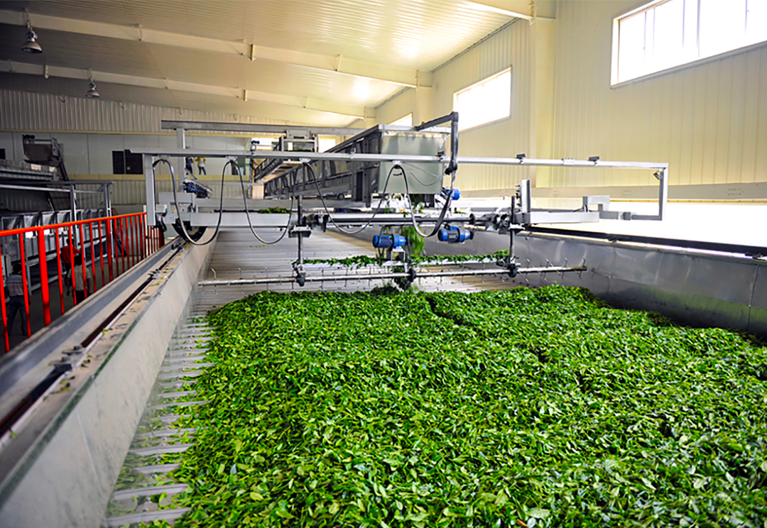 △现代化茶叶加工