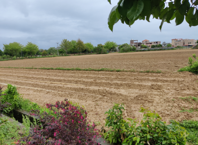 新圩村昔日的撂荒地复垦一新