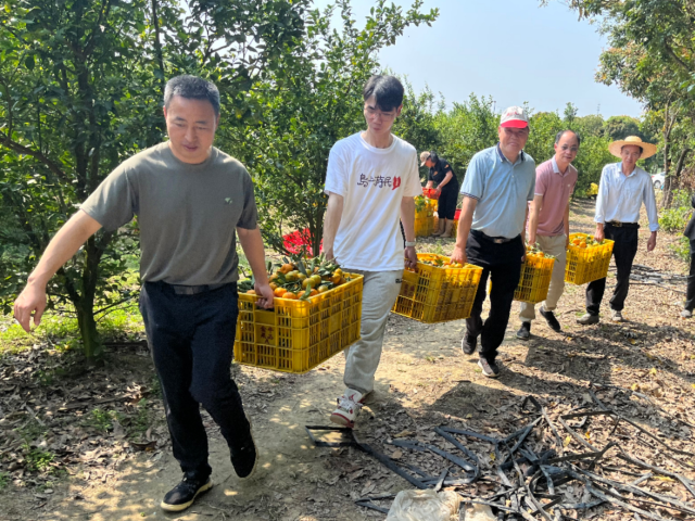 工作队与志愿者帮忙采摘春甜桔