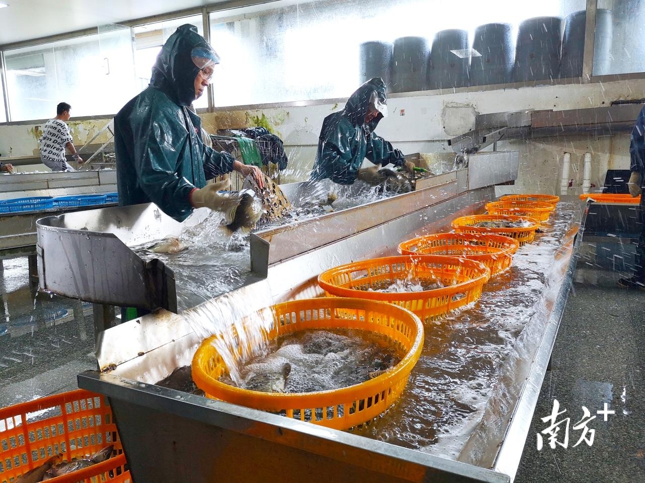 总部位于西樵的何氏水产作为水产行业的龙头企业，近年在预制菜产业领域每年以几倍的增长规模快速发展。西樵供图