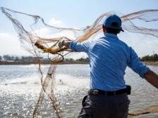 风险保障连续两年增速全国第一，广东农险跨越式发展秘诀是什么？|广东农险深调研①