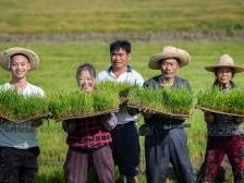 农险跨越式发展，为全国农业保险发展提供“广东经验”