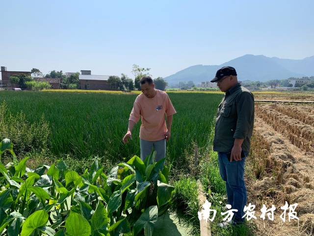 乳源县瑶族自治县农民合作社服务中心走访桂头镇均珠马蹄合作社 