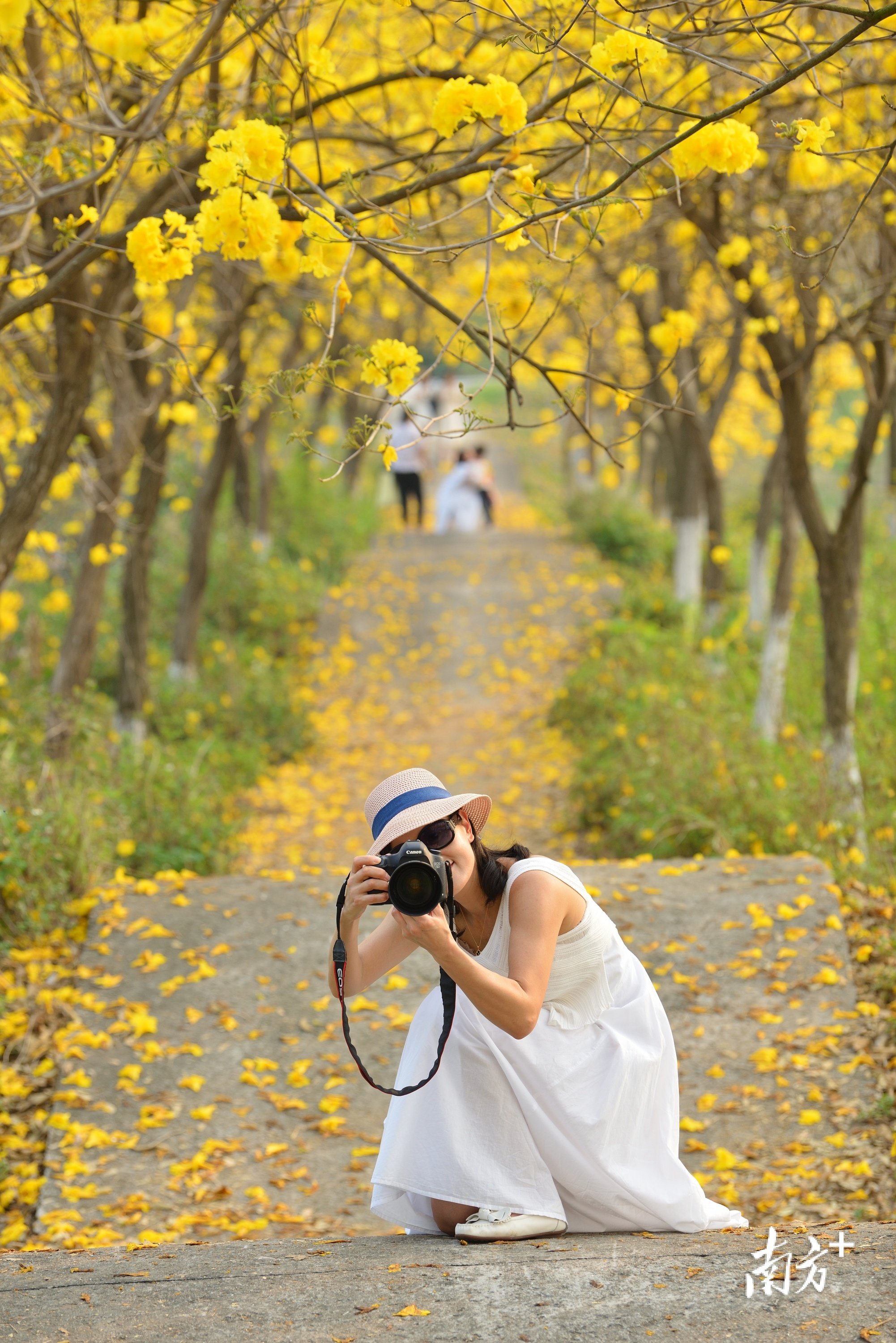 南沙凌沿水闸旁黄花风铃木。 均安宣办供图 南沙凌沿水闸旁黄花风铃木。 均安宣办供图