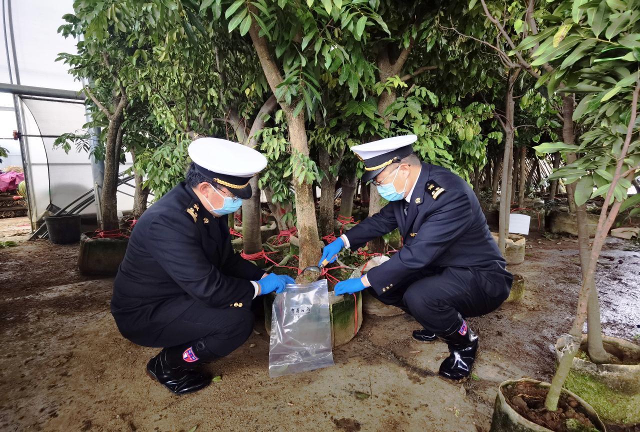 佛山海关驻高明办事处关员对出口苗木进行现场检疫采样。 佛山海关驻高明办事处关员对出口苗木进行现场检疫采样。