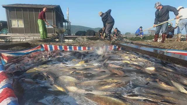 海上捞鮸鱼