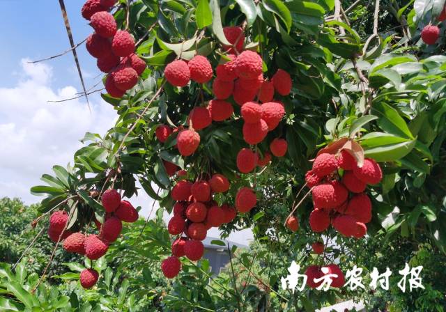 广东制定三年行动计划 擦亮荔枝产业“金字招牌” 