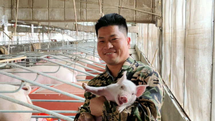 坚持与煎熬：一个养猪人的心路历程