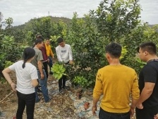 科技助鎮(zhèn)進(jìn)行時(shí)丨實(shí)地“切脈診病”,，華農(nóng)團(tuán)隊(duì)助力大湖鎮(zhèn)柚子產(chǎn)業(yè)發(fā)展