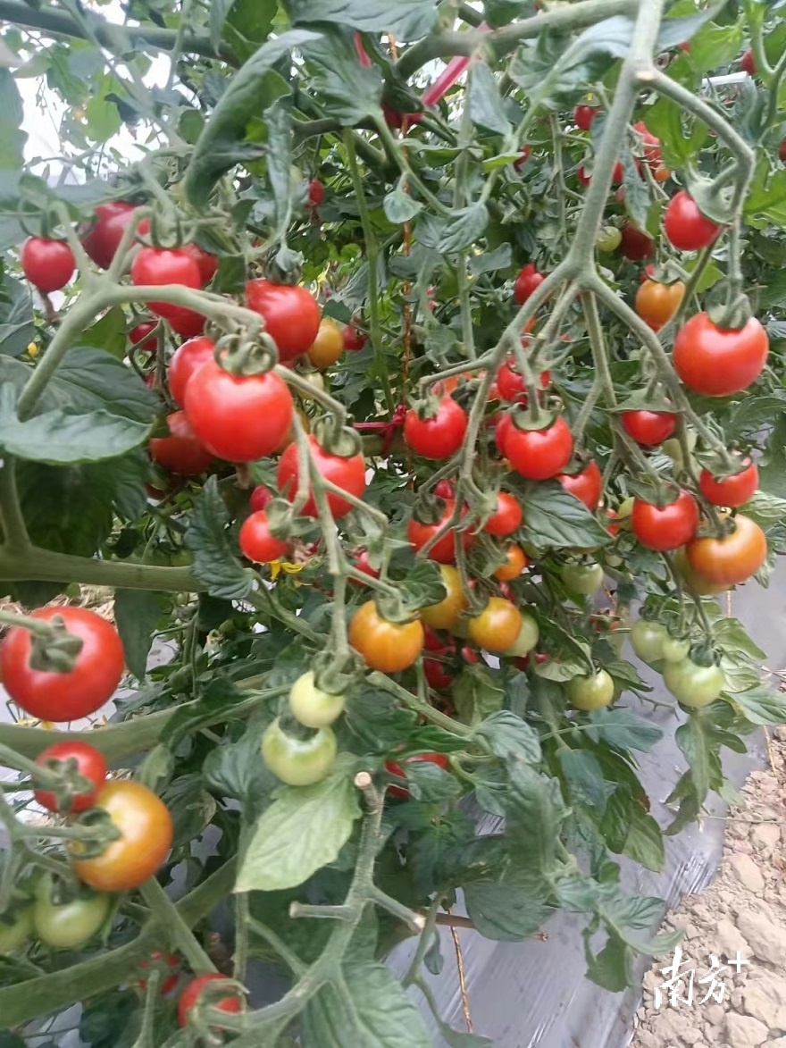 渔溪村大棚里的小番茄。何群英 摄