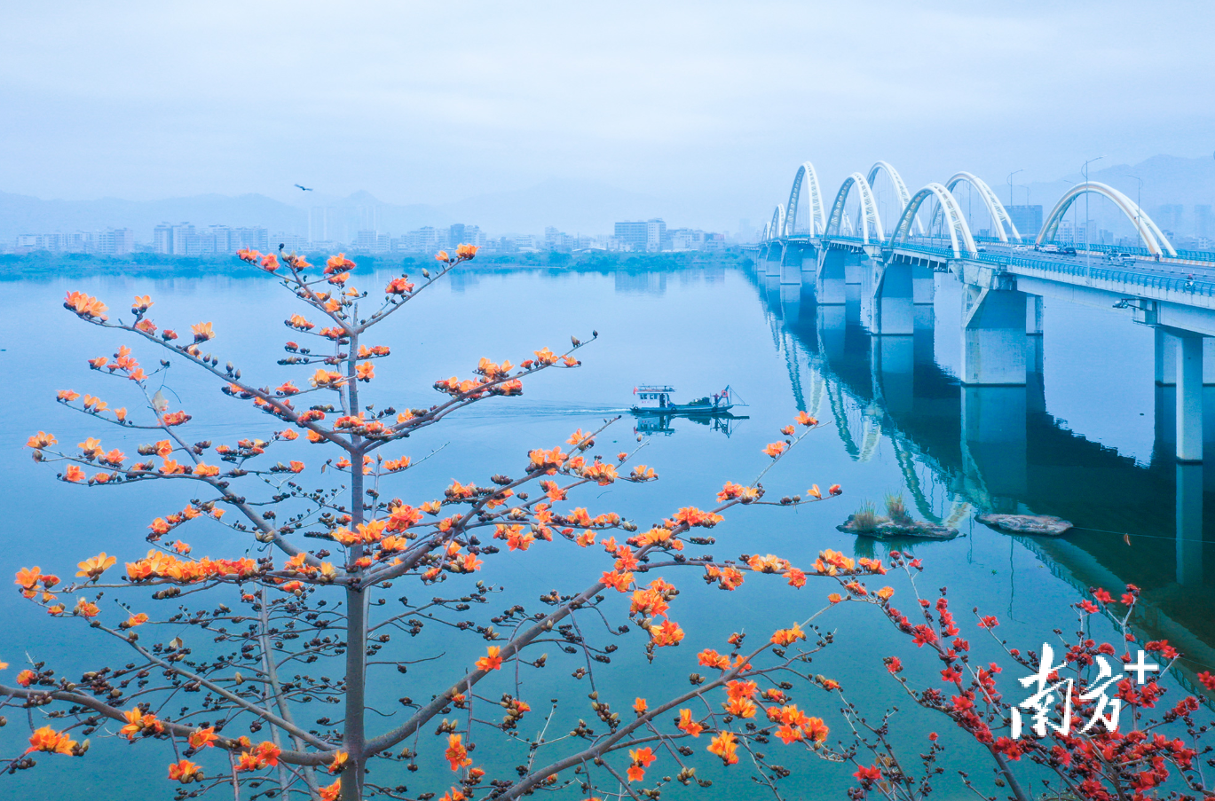 韩江边木棉花开。林文强 摄