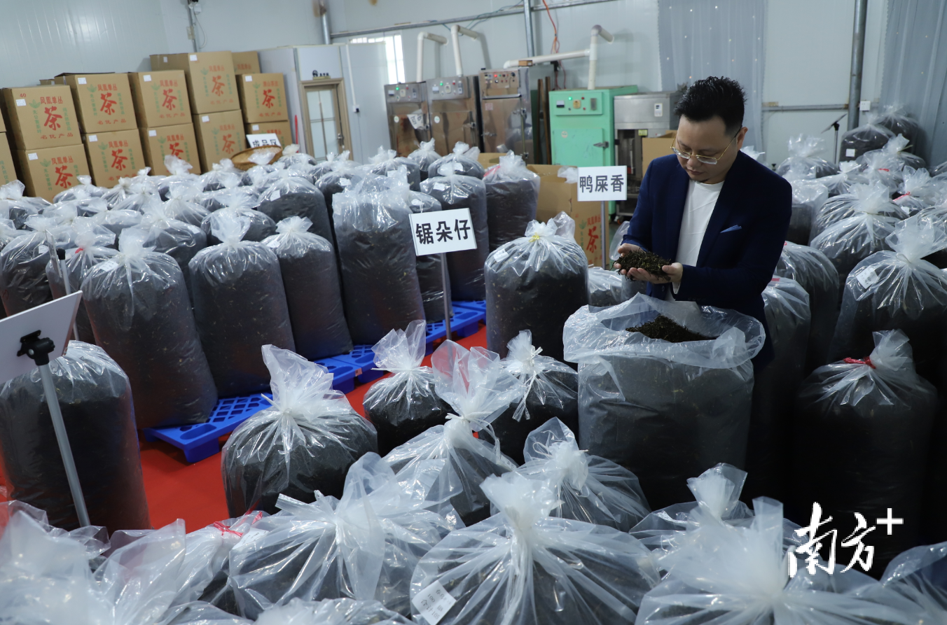 采购商在五山茶叶供应链选购茶叶。纪金娜 摄