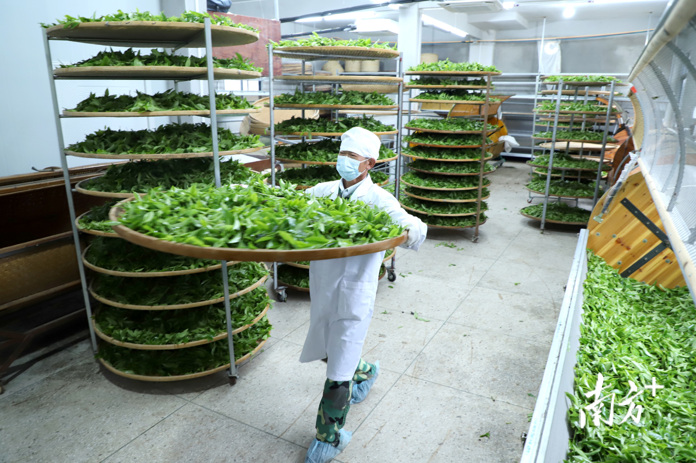 茶企严格把控茶叶种植加工、生产环境等关键环节。纪金娜 摄