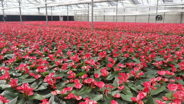 科技赋能花卉“种芯”，广州花卉研究中心4品种3技术入选省级