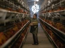 如何用活“农险+”助力下好乡村振兴“一盘棋”？| 广东农险深调研⑤