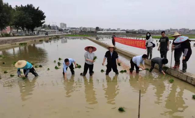 当前，部分科研育种插秧仍需依靠人力。图为与会嘉宾在育种田中体验插秧工作 