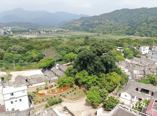 文祠鎮(zhèn)中社村榕樹(shù)公園,。