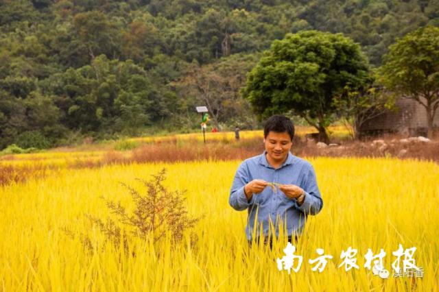 南方农村报 杨吉龙 拍摄