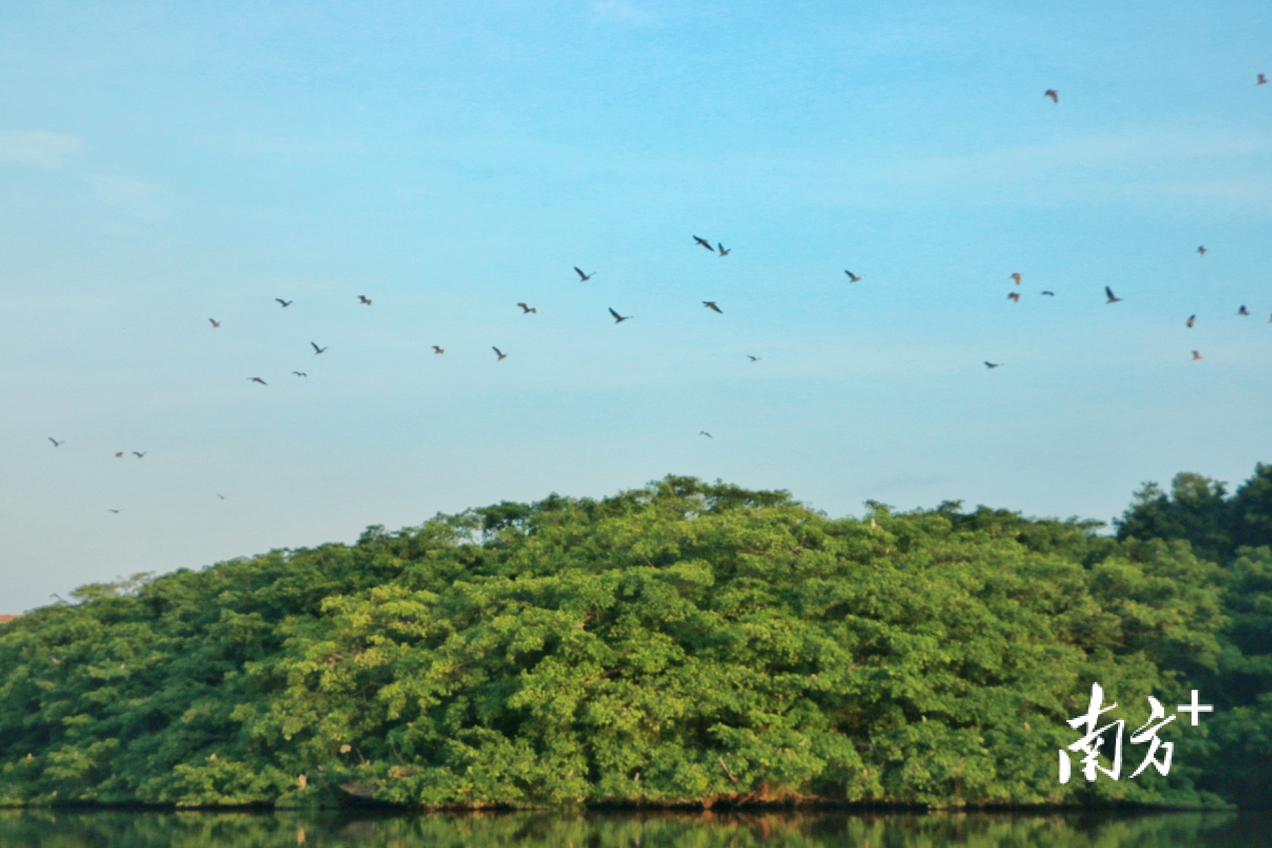 小鸟天堂。黄烨倩 摄