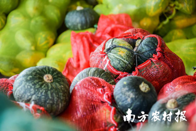 南方农村报 杨吉龙 拍摄