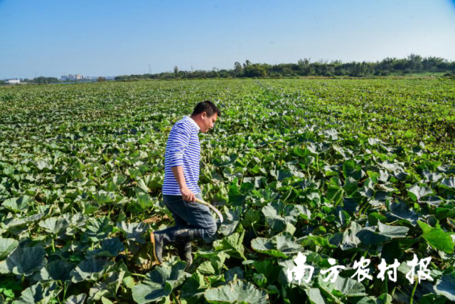 南方农村报 杨吉龙 拍摄