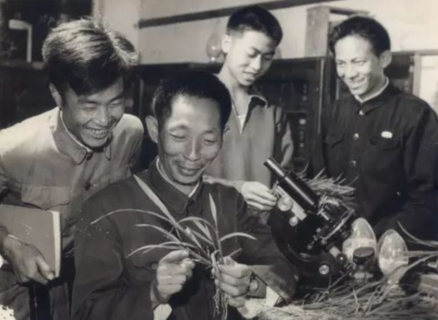袁隆平早年在实验室进行水稻研究。