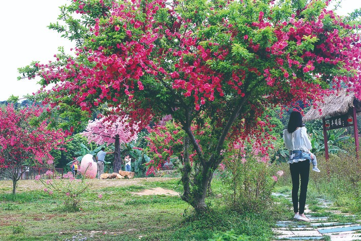 春天的新作塘,百花争艳。朱金赞 摄 春天的新作塘,百花争艳。朱金赞 摄