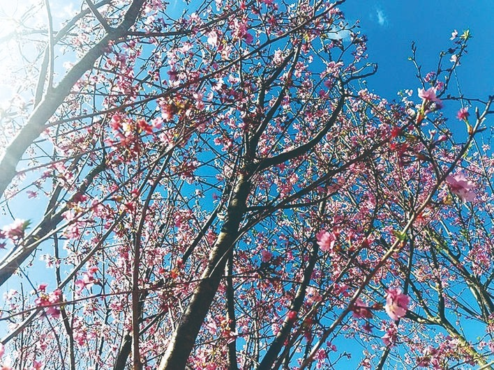 寨场山森林公园樱花盛放。 杨国华 摄 寨场山森林公园樱花盛放。 杨国华 摄