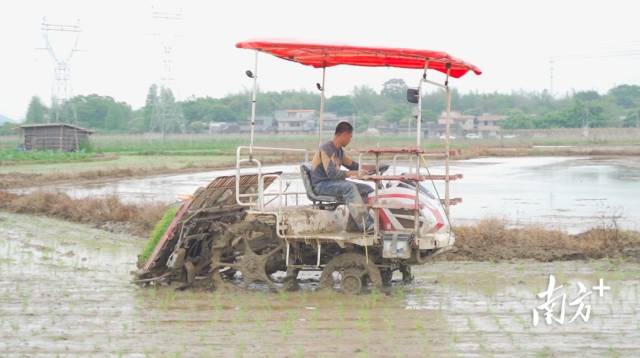 水稻插秧機(jī)大大地提高了效率