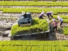愿保稻菽千重浪