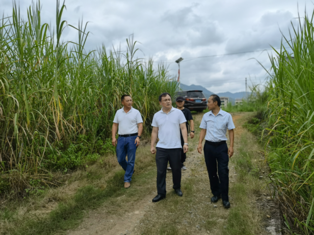 左二为乔治&nbsp;在村里调研