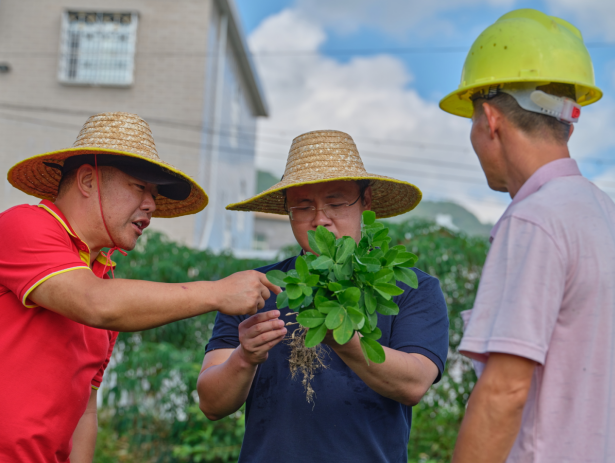 左二为乔治&nbsp;查看花生苗