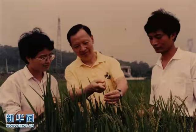 卢永根（中）在稻田中指导学生。