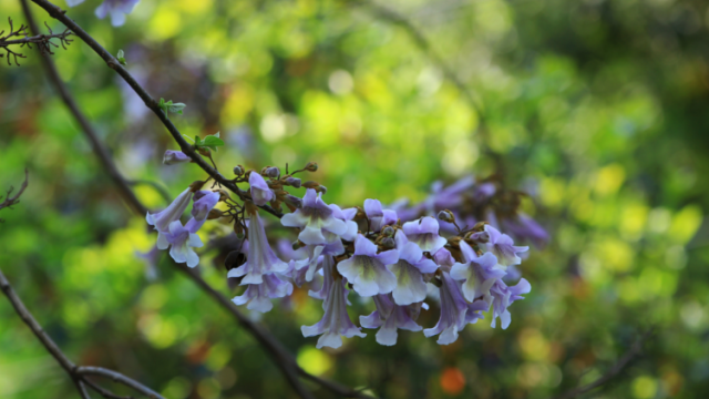又见一年春草绿，梨花风起正清明