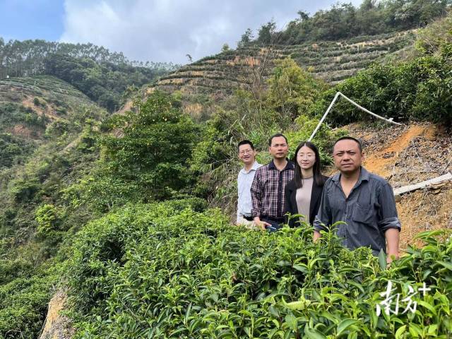 驻文祠镇帮扶工作队进茶园推进乡村振兴贷款贴息项目