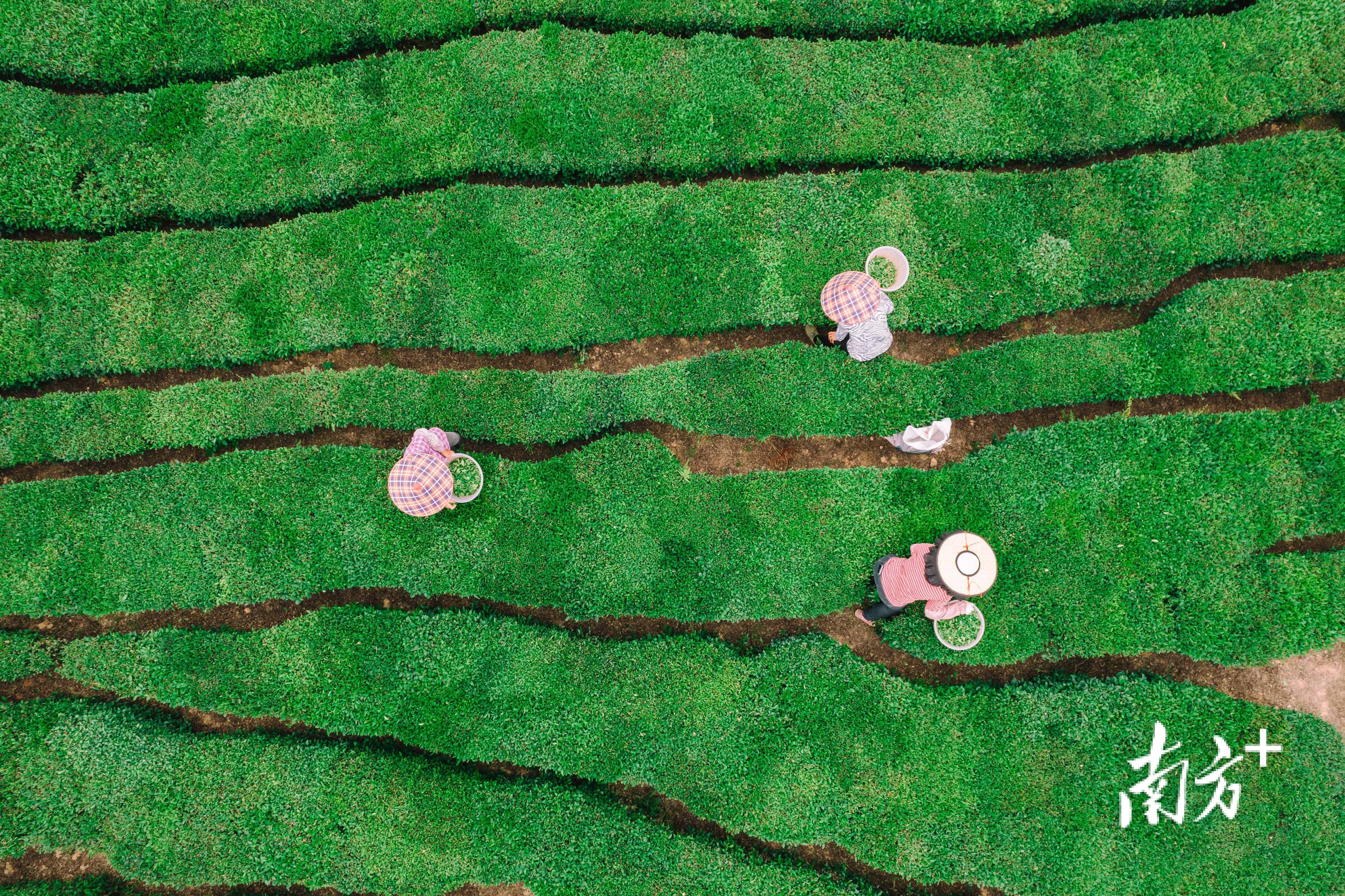    南方+ 王昌辉 拍摄