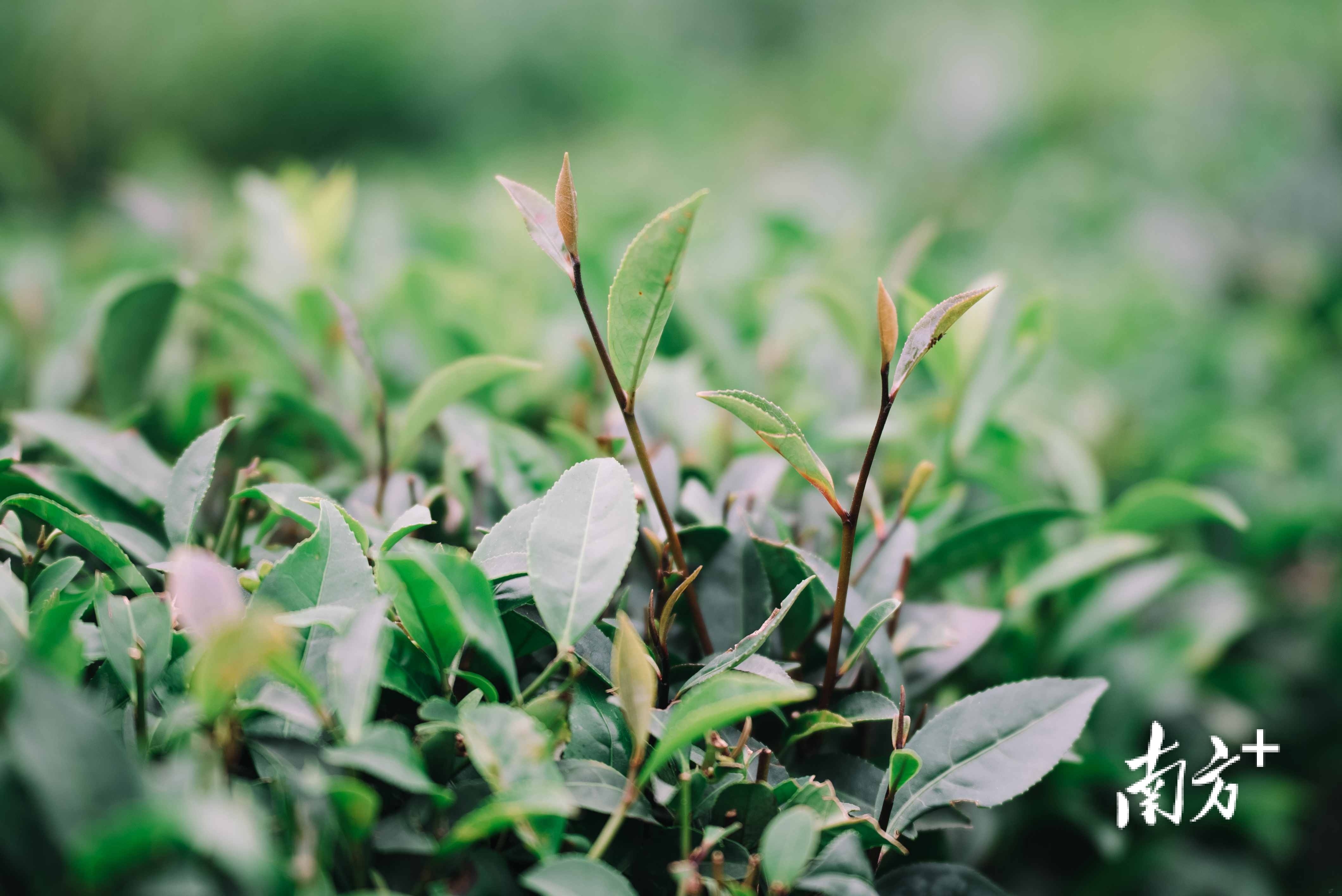    南方+ 王昌辉 拍摄