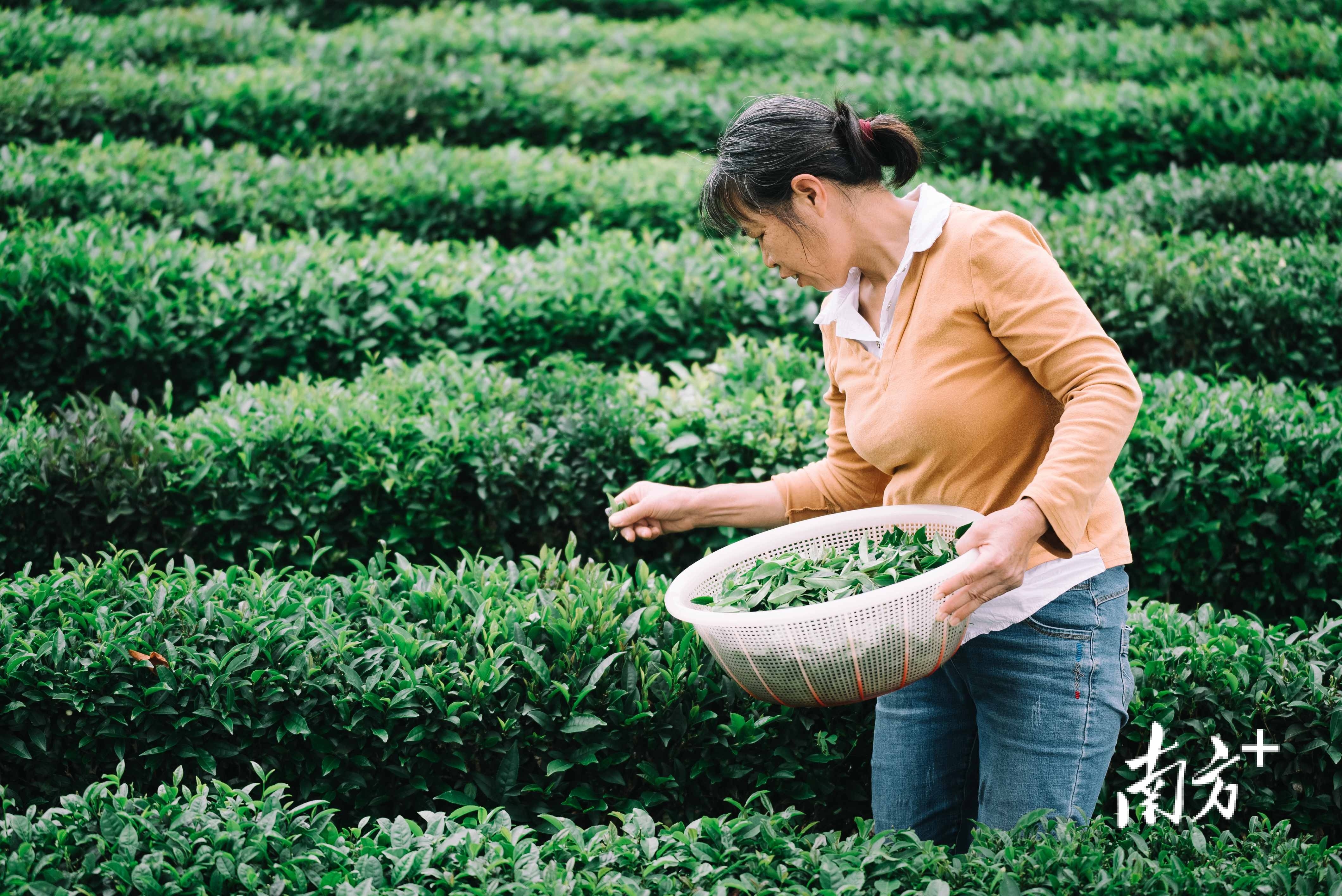    南方+ 王昌辉 拍摄