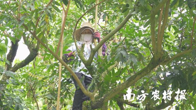 技工团队进行修枝、整稍工作&nbsp;